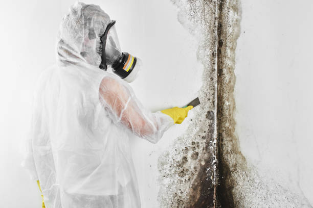 Best Attic Mold Remediation in Medford, MN