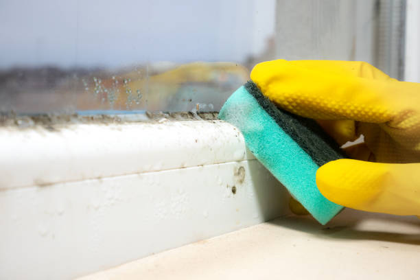 Best Residential Mold Remediation in Medford, MN