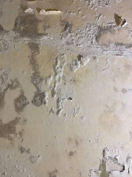 Best Crawl Space Mold Remediation in Medford, MN
