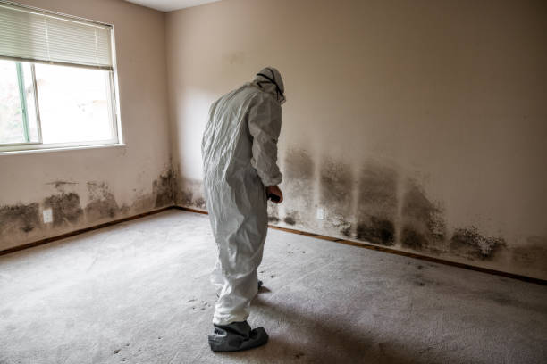 Best Emergency Mold Remediation in Medford, MN