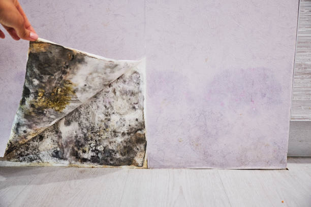 Best Commercial Mold Remediation in Medford, MN